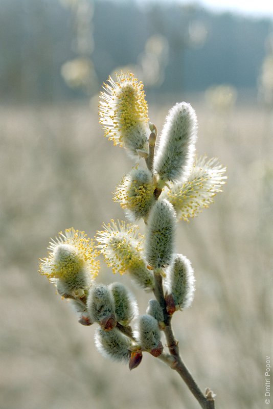 �������� ���